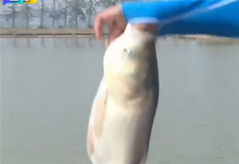 Fishing全攻略20180104期 涉水精工九段飞流大物版钓竿 [视频]