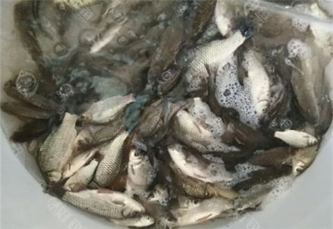 野钓欢乐，大板鲫多霸气，小螃蟹真淘气