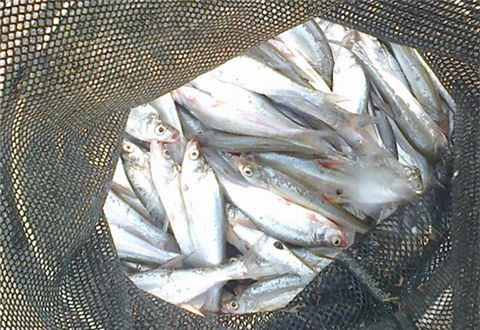 在江河流水如何用海竿钓翘嘴
