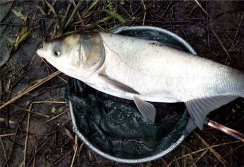 钓鲢鳙是钓底还是钓浮?有什么技巧?