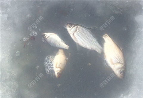 白雪皑皑破冰试钓，也只有麦穗给我面子