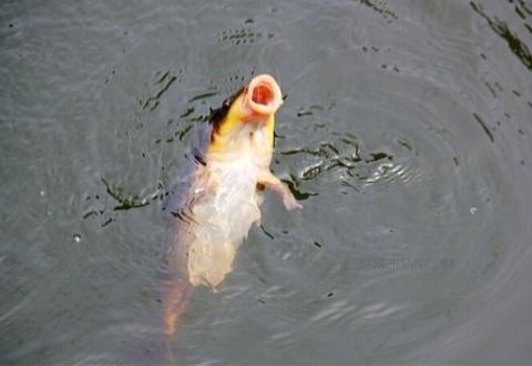 钓鲤鱼时拉饵有什么用?