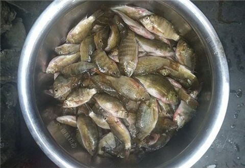 八宝水库大战罗非，钓鱼烧烤两不误