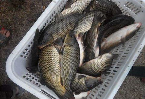 春季水库钓鲤鱼的饵料、钓位、钓具选用技巧