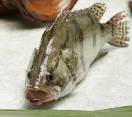 春季路亚鳜鱼的具体手法技巧
