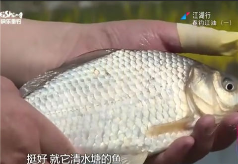 《江湖行》之春钓江油 李白故里钓大鲫  [视频]