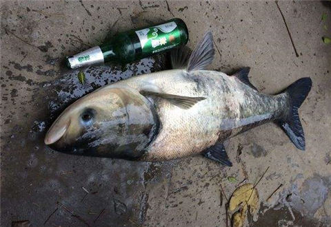 钓鲢鳙什么时候钓浮什么时候钓底?