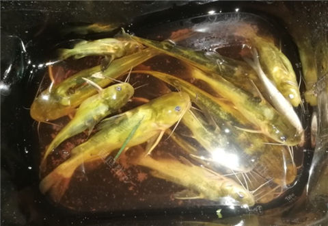 收竿才发现鱼护穿了个洞?今天才是愚人节吧!