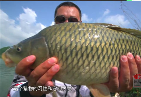 钩尖江湖之钓鱼的故事13 小崔回忆马哈拉 为何未选东北角钓位 [视频]