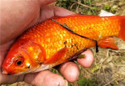 绿水青山,红鲫花鲫白鲫“杂鲫”齐登场