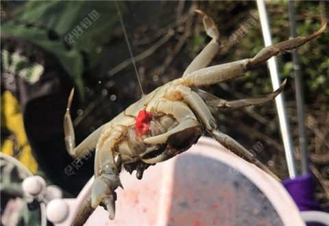 都准备好爆护了,哪想前方一大波螃蟹正在接近
