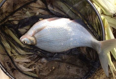 春天怎么钓鳊鱼,教你4个绝招