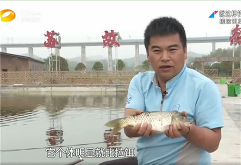 就这样钓鱼 搓拉饵觅生口鲤 [视频]