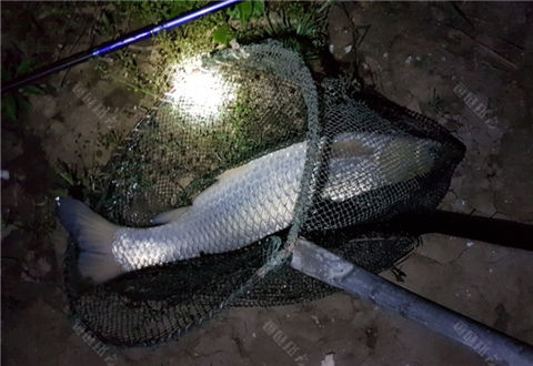[爆护季] 野钓夜擒巨物，0.8主线溜十几斤的草鱼