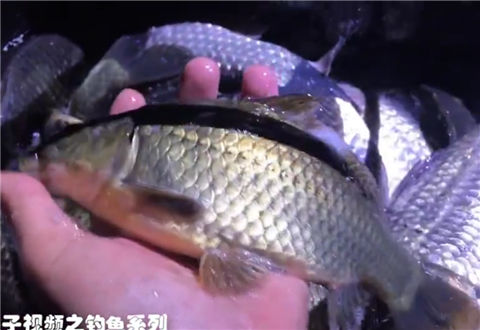 麦子钓鱼之钓鱼实战98 驱车夜狩黄金大板鲫, 连爆两箱 [视频]