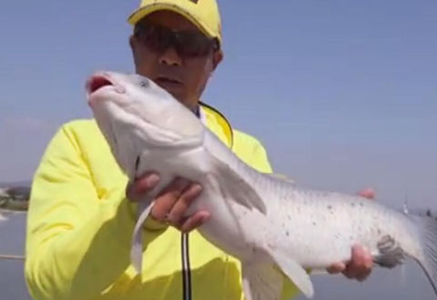 猎青第32期 宁波河姆渡钓场 找准方法应对特色鱼情 [视频]