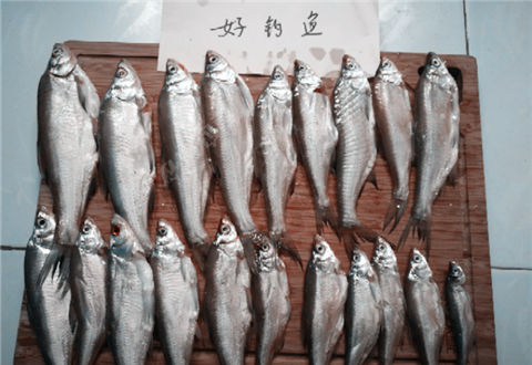 有朋自远方来,结伴钓鱼而归