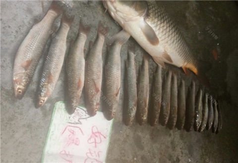 [爆护季] 挑战高温，大鱼爆护修成正果