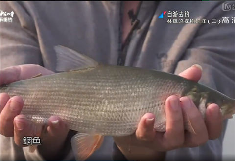自游去钓20180511期 林凤鸣探钓汀江 二 [视频]