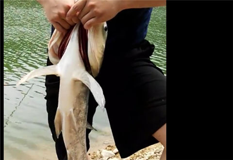 麦子钓鱼 浮漂到位静等口, 几秒就中 听切线声音就知道是大家伙 [视频]