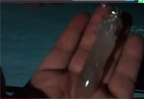 户外老曹 海上钓鱼居然被鱿鱼给咬了! [视频]