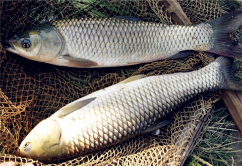夏钓草鱼，分享两款自制的玉米饵配方