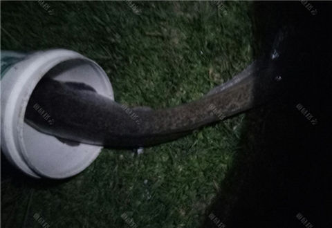 炎炎夏日适夜钓，玉米颗粒又获大塘鲺