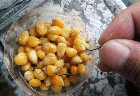 天然饵料酒香玉米和臭玉米，专钓大鲤鱼