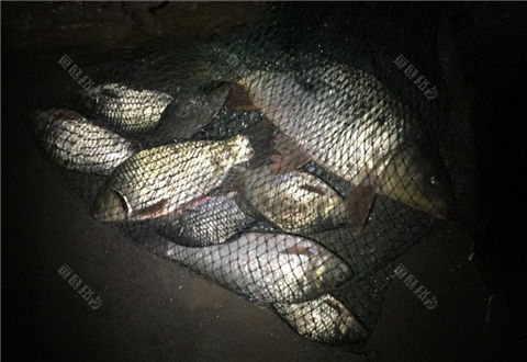 曾梦想仗剑走天涯,如今背钓竿河边为家