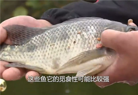 《涉钓英雄传》 夏季用饵挑战 [视频]