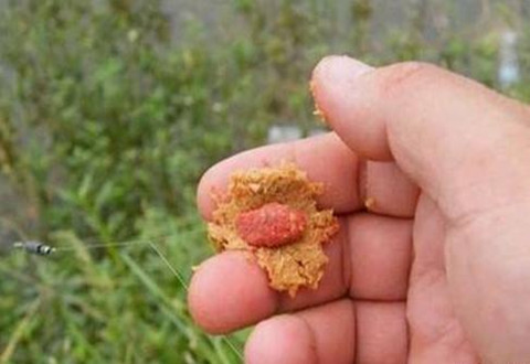 包食钓法钓青鱼的小窍门，你知道多少
