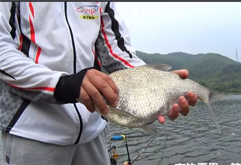 麦子钓鱼 钓鱼实战之守钓大物,斩获大鳊与草鱼 [视频]