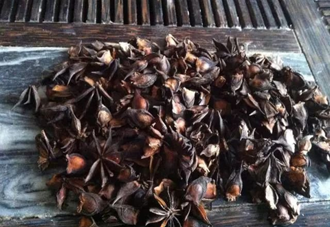野八角和八角很像，用做饵料经常爆护，但有毒使用需小心