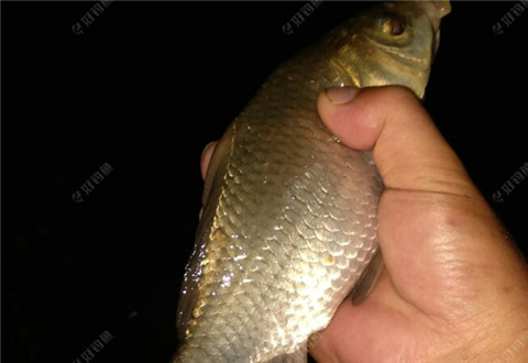 江湖猎人首战上大物，惊喜连绵不断