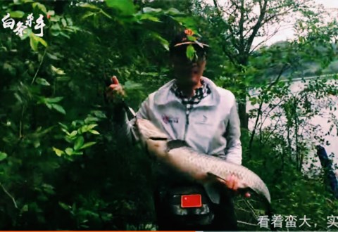 白条杀手 游钓官亭山体水库 爆竿后 连擒两尾大青鱼[视频]
