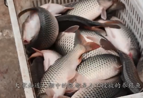 渔课堂 冬季在大棚钓鲤鱼的开饵配方，简单易学 [视频]