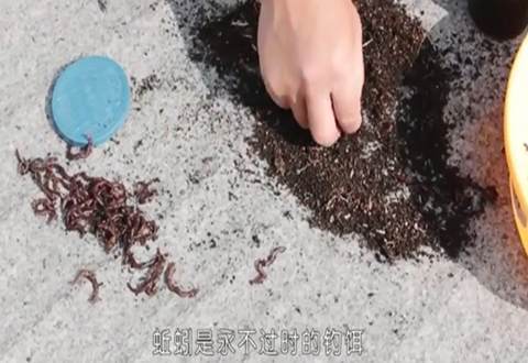 渔课堂 用蚯蚓钓鱼的调漂方法 [视频]