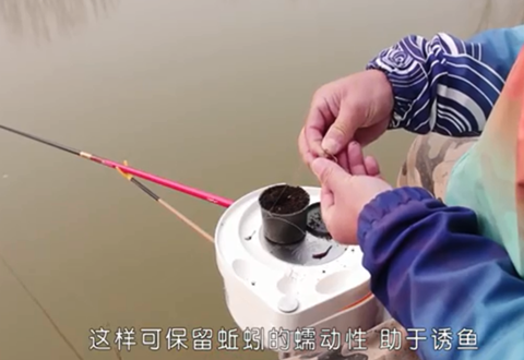 渔课堂 冬季使用蚯蚓钓鱼要注意的有哪些方面 [视频]