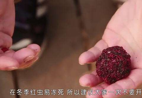 渔课堂 钓鱼达人教你冬季单开红虫饵的方法 [视频]