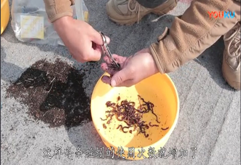 渔课堂 蚯蚓拉饵的使用技巧 高手为你解答 [视频]