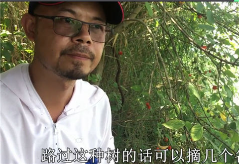 户外老曹 这些果子钓草鱼,饵料钱都省下了 [视频]
