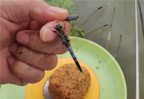 日常入护鲫鲤鱼,今天还钓了蜻蜓
