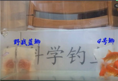 科学钓鱼 野战蓝鲫和4号鲫谁诱鱼性好 [视频]