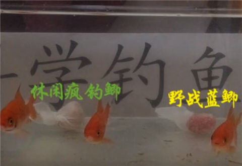 科学钓鱼 谁是广谱性最强的的野钓饵料 [视频]