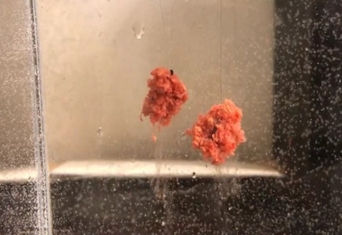 科学钓鱼 野钓鲫鱼加不加状态饵到底有啥区别 [视频]