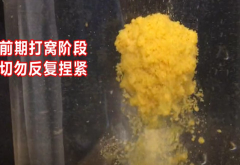 科学钓鱼 号称专钓黑坑老滑鱼的“散炮”[视频]