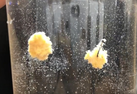 科学钓鱼 香精爆表的饵料为什么是腥饵的完美拍档 [视频]