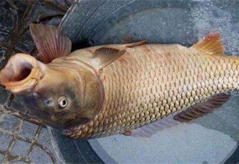 秋季大鲤怎么钓？三招让你十拿九稳