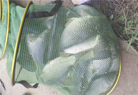 分享一款自制黑坑小药配方,效果不比商品小药差