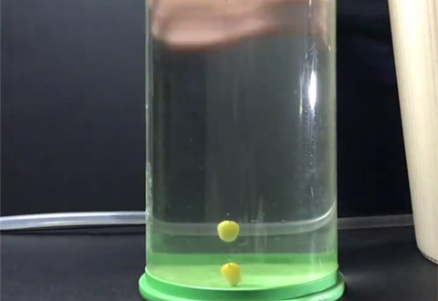 麦子钓鱼 钓鱼时提竿中鱼率低时, 大家可以这样操作 [视频]